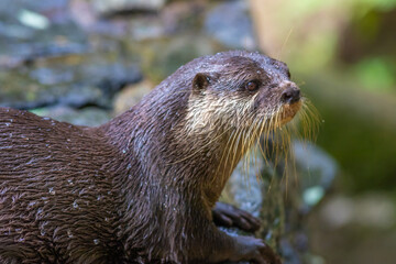 コツメカワウソのポートレート