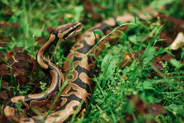 A large snake creeps in grassy land. Python is crawling on the grass.