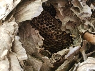 old wasp nest closeup