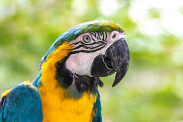 ルリコンゴウインコのポートレート