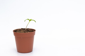 Green young sprout in a flower pot on white background with copy space. 