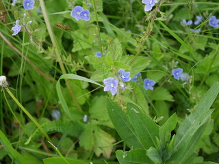 blue flowers in green grass