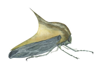 Watercolor image of a fake spike insect isolated on a white background. Ideas for creating books about insects, illustrations in textbooks on zoology, books on entomology, posters, postcards, stickers