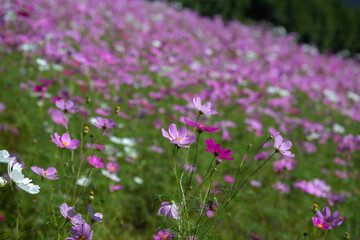 コスモス畑　秋のイメージ