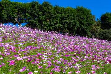 コスモス畑　秋のイメージ