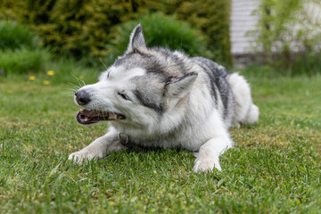 Husky dog nibbles a treat trachea lying on the green grass. Snacks for pets