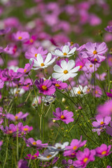 コスモス畑　秋のイメージ