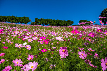 コスモス畑　秋のイメージ