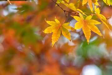 紅葉　秋のイメージ