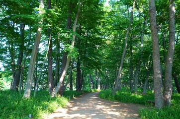 Naklejka premium 木漏れ日 道 新緑 風景 茨城