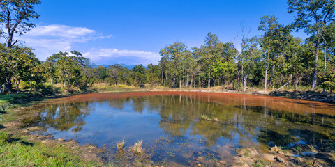 Clay Rich Swamps, Sal Forest, Royal Bardia National Park, Bardiya National Park, Nepal, Asia