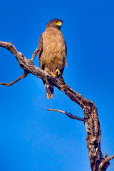 Crested Serpent Eagle, Spilornis cheela, Royal Bardia National Park, Bardiya National Park, Nepal, Asia