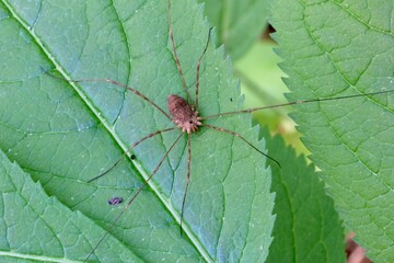 Daddy Longlegs Spider