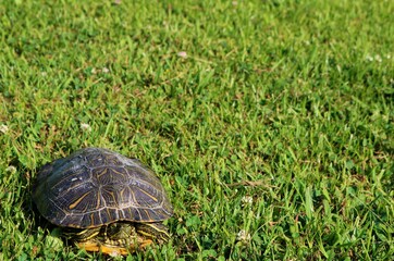 逃げない亀　風景　野原　公園