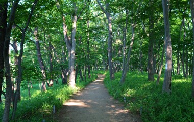 Fototapeta premium 木漏れ日 道 新緑 風景 茨城