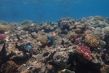Naklejka na ściany i meble coral reef in Egypt in Hurghada