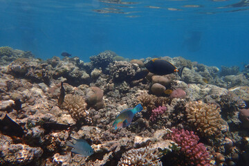 Fototapeta na wymiar coral reef in Egypt in Hurghada