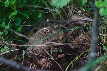 a large ground toad among the grass