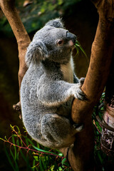 wild life