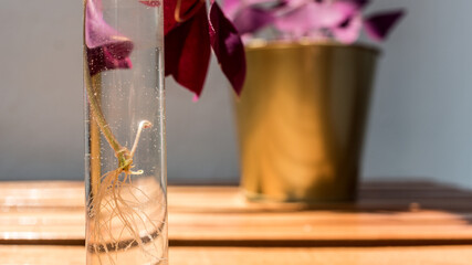 Triangularis Oxalis false shamrock purple plant cutting propagated propagation in a glass tube (...