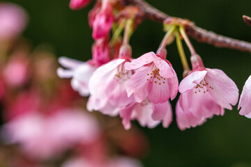 桜の花　春のイメージ