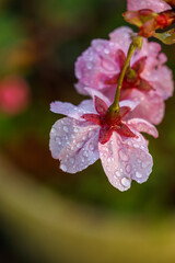 桜の花　春のイメージ