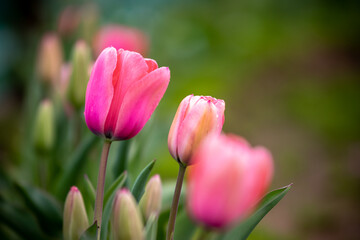 チューリップの花　春のイメージ