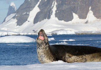 Leopard seal lying on an iceberg in Antarctica