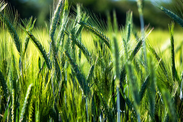 Young green wheat on a agriculture field © Milan