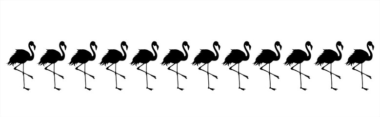 Vector silhouette of collection of flamingo on white background. Symbol of lake animals.