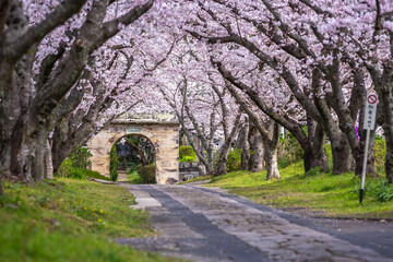 Fototapeta na wymiar 桜のアーチ　春のイメージ