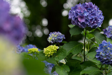 紫陽花の子供