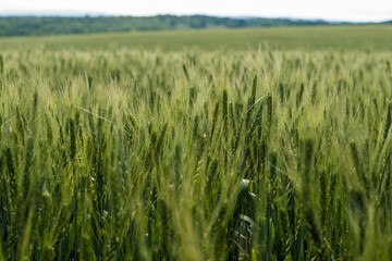 Field of green wheat spikelets are large but not yet ripe