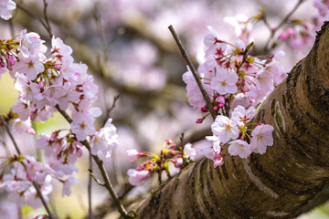 桜の花　春のイメージ