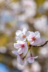 Fototapeta premium 桜の花 春のイメージ