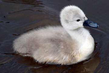 Cygnet