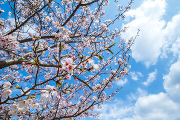 桜の花　春のイメージ