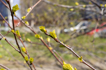 The first leaves on a spring tree
