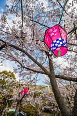 桜とランタン　春のイメージ