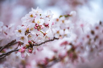 桜の花　春のイメージ