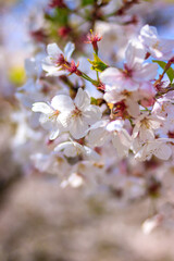 桜の花　春のイメージ