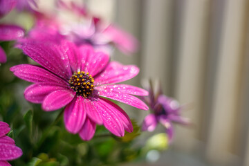 Fototapeta premium デイジーの花