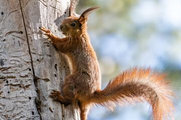 Red squirrel posing on a tree. Portrait of a funny furry squirrel with funny furry ears sitting on a tree