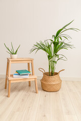 Plant howea and aloe vera with books. Vertical format. Plant home decoration
