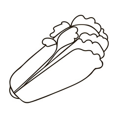 Vector line chinese cabbage. Cartoon hand drawn cabbage