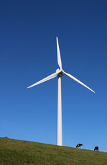 Fototapeta premium A wind turbine against a deep blue sky. Some distant cattle graze beneath it giving it scale and also highlighting the current trend to reduce meat eating in favour of the environment.