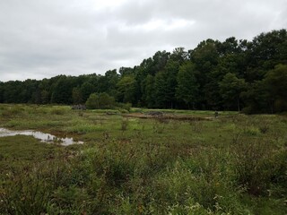 murky muddy water or creek with green plants in wetland and beaver lodge with sticks