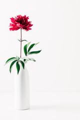 Red peony flower in vase against white wall. Floral minimal home interior design concept. One red peony.