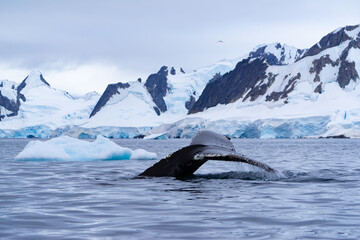 Tale of a humpback whale in Antarctica in 