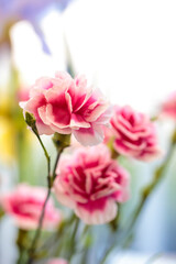 カーネーションの花